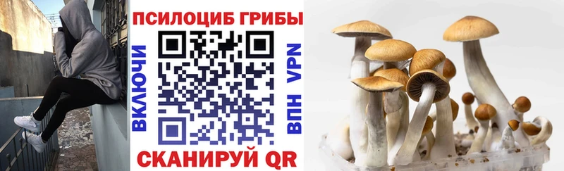 Галлюциногенные грибы Psilocybe  Мичуринск 